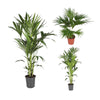3 XL Pflanzen - 2x Kentia-Palme, Chinesische Schirmpalme - 120 / 130 / 170 cm