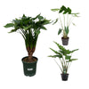 3 XL Pflanzen - Alocasia Cucullata, Alocasia Portodora & Alocasia Zebrina - 120 / 140 / 130 cm