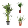 3 Zimmerpflanzen Set - Yucca Maya Tree, Howea Forsteriana, Aloe Vera - 70 - 100 cm
