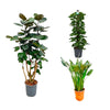 3 XL Pflanzen - Strahlenaralie Fabian, Efeutute am Moßstock & Strelitzia Reginae - 120 / 130 / 160 cm