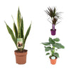 3 Zimmerpflanzen - Bogenhanf, Drachenbaum, Gummibaum - 60 - 85 cm