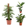 3 Zimmerpflanzen Set - Monstera Monkey, Spathiphyllum Vivaldi, Strelitzia Nicolai - 60 - 70 cm