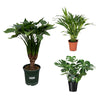 3 Zimmerpflanzen Set - Fensterblatt, Buddha Hand, Goldfruchtpalme - 65 - 120 cm