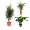 3 XL Pflanzen - Philodendron Grüne Schönheit, Drachenbaum & Areca-Palme - 120 / 160 / 150 cm