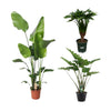 3 XL Pflanzen - Strelitzia Nicolai, Alocasia Cucullata & Alocasia Portodora - 130 / 120 / 140 cm