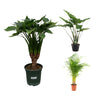3 XL Pflanzen - Alocasia Cucullata, Alocasia Portodora & Areca Palme - 120 / 140 / 130 cm
