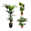 3 XL Pflanzen - Kentia-Palme, Riesenfächerpalme & Chinesische Schirmpalme - 120 / 140 / 170 cm