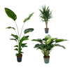 3 XL Pflanzen - Grüne Schönheit, Riesen Paradiesvogelblume & Yucca Palme - 120 / 175 / 150 cm