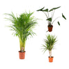 3 Zimmerpflanzen - Dracaena Marginata, Dypsis Lutescens, Zebrapflanze - 75 - 110 cm