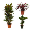 3 Zimmerpflanzen Set - Calathea Triostar, Alocasia, Wunderstrauch - 80 - 100 cm