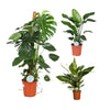 3 Zimmerpflanzen Set - Spathiphyllum Bingo Cupido, Monstera Deliciosa, Strelitzia Nicolai - 80 - 105 cm