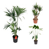 3 XL Pflanzen - Strelitzia Reginae, Chinesische Hanfpalme, Yucca Palme - 130 / 150 / 170 cm