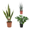3 Zimmerpflanzen Set - Bogenhanf, Fensterblatt - 60 - 80 cm