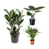 3 Zimmerpflanzen Set - Goldfruchtpalme, Areca-Palme, Elefantenohr - 60-85 cm