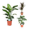 3 Zimmerpflanzen Set - Baumstrelitzie, Alocasia Cucullata, Drachenbaum - 70 - 80 cm