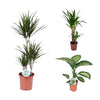 3 Zimmerpflanzen Set - Yucca Palme, Drachenbaum, Tropen-Drachenbaum - 70 - 115 cm