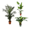 3 XL Pflanzen - Philodendron Grüne Schönheit, Kanarische Dattelpalme, Riesen Paradiesvogelblume - 120 / 130 / 130 cm