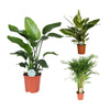 3 Zimmerpflanzen Set - Goldfruchtpalme, Baumstrelitzie, Einblatt - 80 - 110 cm