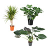 3 Zimmerpflanzen Set - Pfauenpflanze, Fensterblatt, Areca-Palme - 65 - 120 cm