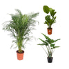 3 XL Pflanzen - Areca-Palme, Alocasia Portodora, Licuala Grandis - 150 / 140 / 140 cm