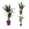 3 Zimmerpflanzen Set - Kentia-Palme, Drachenbaum, Glücksfeder - 70 - 75 cm