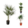 3 XL Pflanzen - Zwergpalme, Dracaena Cintho & Dracaena Draco