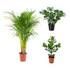 3 Zimmerpflanzen Set - Areca-Palme, Zwergbanane, Fensterblatt - 65 - 110 cm