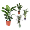 4 Zimmerpflanzen Set - Kentia-Palme, Drachenbaum, Glücksfeder, Baumstrelitzie - 70 - 80 cm