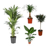 4 Zimmerpflanzen Set - Elefantenfuß, Baumstrelitzie, Oleander mit rosa Blüten, Kentia-Palme - 60 - 100 cm