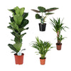 4 Zimmerpflanzen - Yucca Palme, Alocasia Wentii, Geigenfeige, Goldfruchtpalme - 60 - 90 cm
