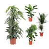 4 Zimmerpflanzen Set, Strelitzia Nicolai, Blaue Rankenpflanze, Fensterblatt, Drachenbaum - 65 - 105 cm