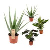 4 Zimmerpflanzen Set - Aloe Vera, Korbmarante, Einblatt - 70 -80 cm