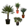 4 XL Outdoor Palmen - Yucca Palmen & Zwergpalmen (Chamaerops Humilis) - 120 - 160 cm