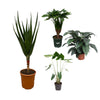 4 XL Pflanzen - Aloe Vera Baum, Alocasia Zebrina, Riesen-Einblatt, Alocasia Cucullata - 120 - 140 cm