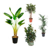 4 XL Pflanzen - Dracaena Warneckei, Ficus Robusta Baum, Schefflera & Strelitzia - 130 - 160 cm