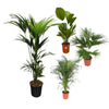 4 XL Palmen - Kentia-Palme, Chinesische Schirmpalme, Riesenfächerpalme, Areca-Palme - 120 - 170 cm