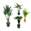 4 XL Pflanzen - Alocasia Cucullata, Alocasia Portodora, Areca-Palme, Yucca Palme - 120 - 150 cm