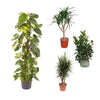 4 XL Pflanzen - Ficus Robusta Baum, Rhaphidophora, Dracaena Marginata, Dracaena Draco - 120 - 160 cm
