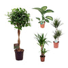 4 Zimmerpflanzen Set - Yucca Pflanzen, Drachenbaum, Tropen-Drachenbaum, Chinesischer Feigenbaum - 85 - 115 cm