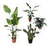 4 XL Pflanzen - Feigenkaktus, Strelitzia Nicolai, Riesen-Einblatt - 120 - 140 cm