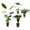 4 XL Pflanzen - Philodendron Grüne Schönheit, Strelitzia Nicolai, Strelitzia Reginae, Alocasia Cucullata - 120 - 175 cm