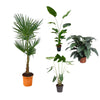 4 XL Pflanzen - Trachycarpus Fortuneii, Strelitzia Nicolai, Alocasia Zebrina, Riesen-Einblatt - 130 - 175 cm