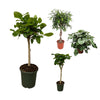 4 XL Pflanzen - Ficus Pflanzen & Homalomena Maggy - 130 - 170 cm