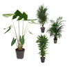3 XL Pflanzen - Alocasia Zebrina, Dracaena Cintho, Dypsis Lutescens - 130 - 150 cm