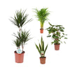 4 Zimmerpflanzen Set - Drachenbaum, Areca-Palme, Bogenhanf, Kolbenfaden - 60 - 115 cm