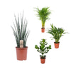 4 Zimmerpflanzen Set - Goldfruchtpalme, Areca-Palme, Balsamapfel, Bogenhanf - 60 - 110 cm