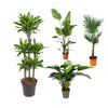 4 XL Pflanzen - Dracaena Golden Coast, Trachycarpus Fortuneii, Philodendron Grüne Schönheit, Riesen Paradiesvogelblume - 120 - 150 cm