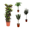 4 XL Outdoor Pflanzen - Olivenbaum, Oleanderstrauch, Glückskastanie, Croton Iceton - 120 - 160 cm