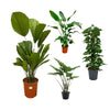 4 XL Pflanzen - Strelitzia Nicolai, Alocasia Portodora, Licuala Grandis, Efeutute - 120 - 150 cm