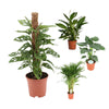 4 Zimmerpflanzen Set - Monstera Monkey, Spathiphyllum Vivaldi, Goldfruchtpalme, Pfeilblatt. 60 - 110 cm